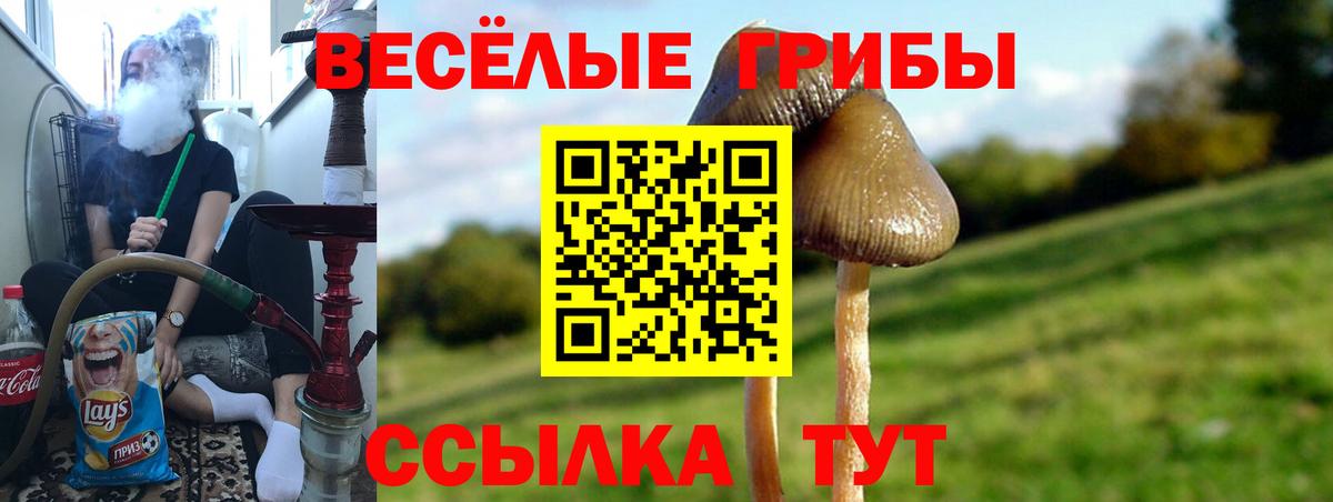 Галлюциногенные грибы Psilocybine cubensis Крымск